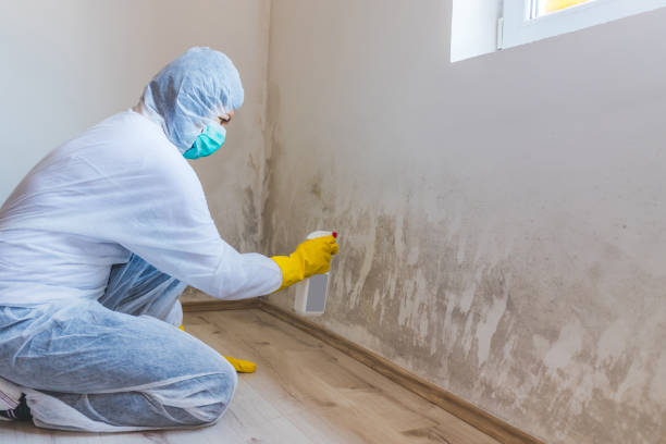 Licensed Basement Mold Remediation service in Thornton, PA - Mold Remediation HQ