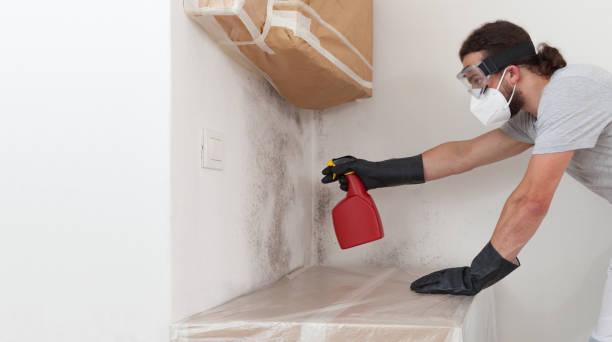 Professional Basement Mold Remediation technician working in Thornton, PA