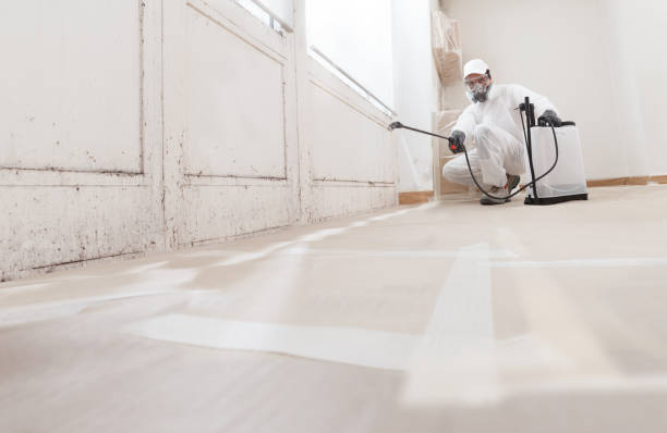 24/7 Emergency Basement Mold Remediation experts in Thornton, PA