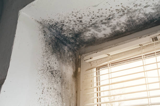 Affordable Basement Mold Remediation solutions in Thornton, PA