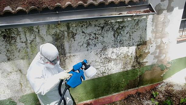 Top rated local Basement Mold Remediation specialists in Thornton, PA
